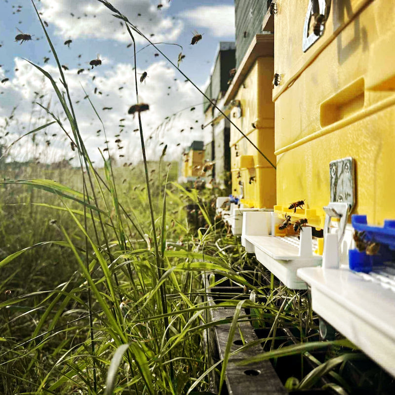Yellow beehives in a field with bees around