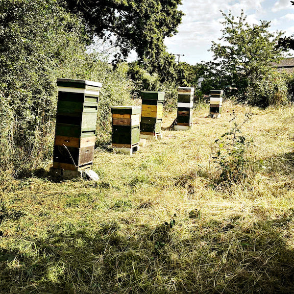 Hive boxes in a field with trees in the background