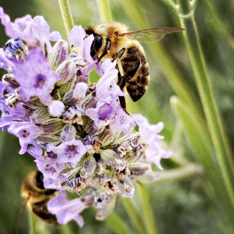 Bees on a lavender flower with a green background