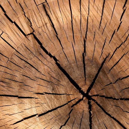 Close-up of maple wood cross-section showing textured brown wood grain, rings, and dark radial cracks.