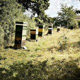 Hive boxes in a field with trees in the background