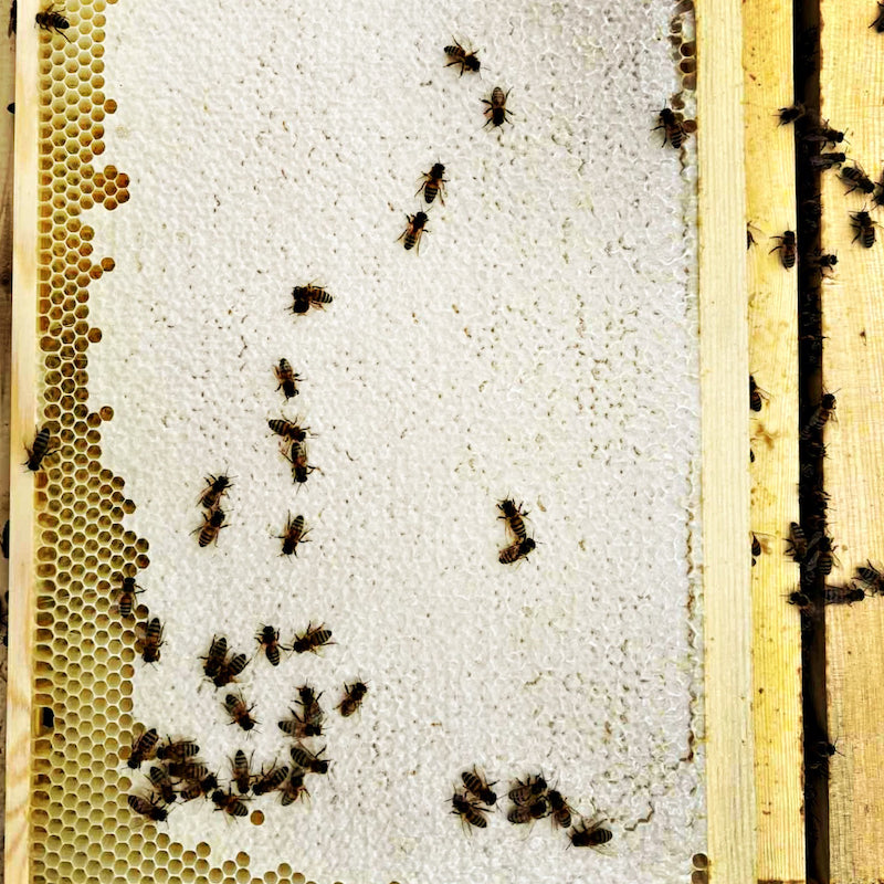 Beehive frame with bees on a white background