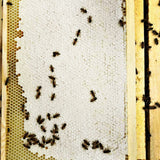 Beehive frame with bees on a white background