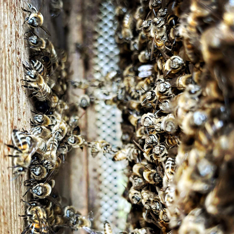Bees with in their bee hive