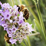 Bees on a lavender flower with a green background