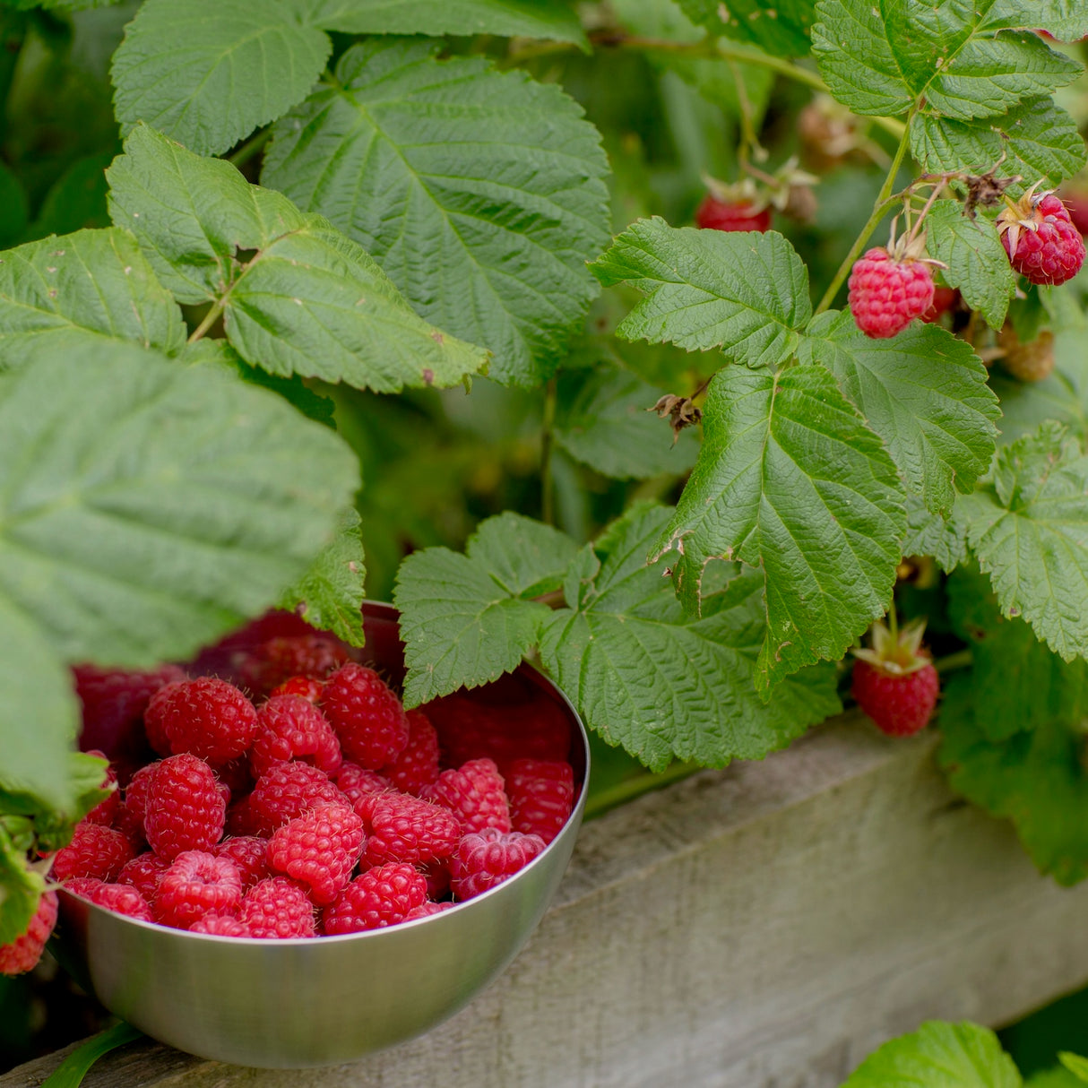 Fresh red raspberries in a small metal bowl growing on a raspberry bush with green leaves.