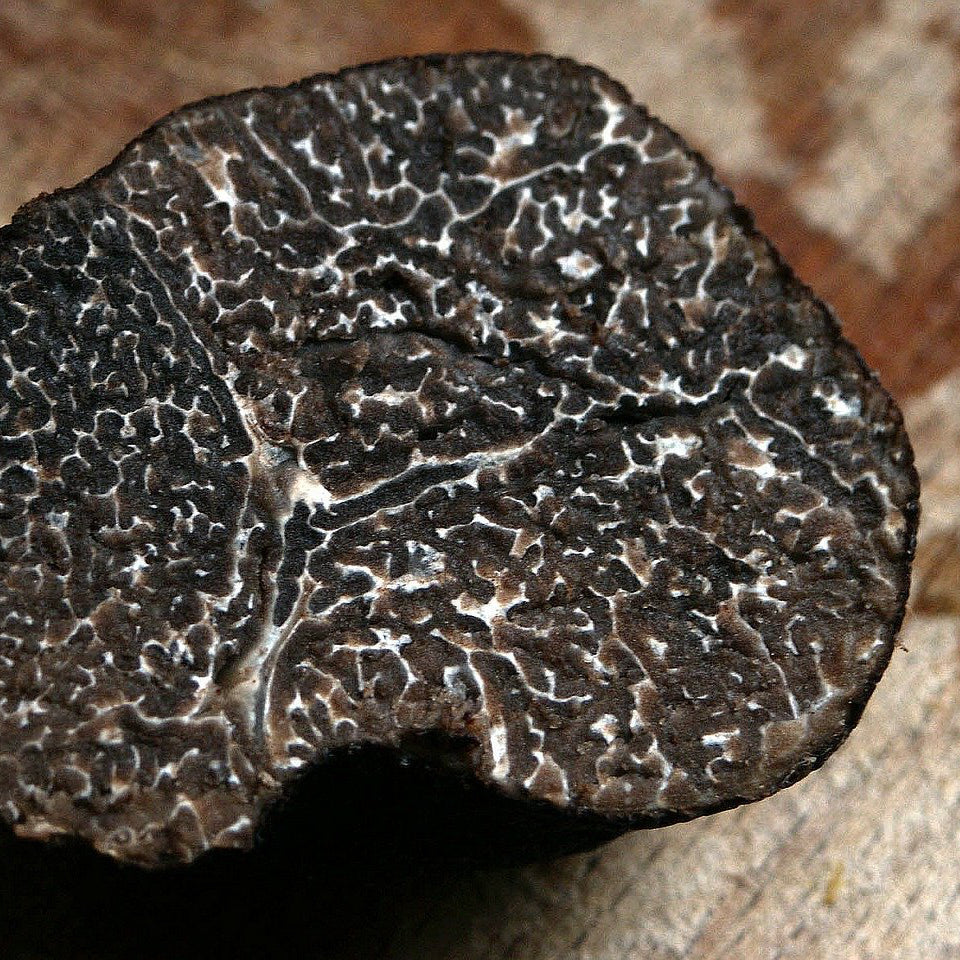 Image of black summer truffle