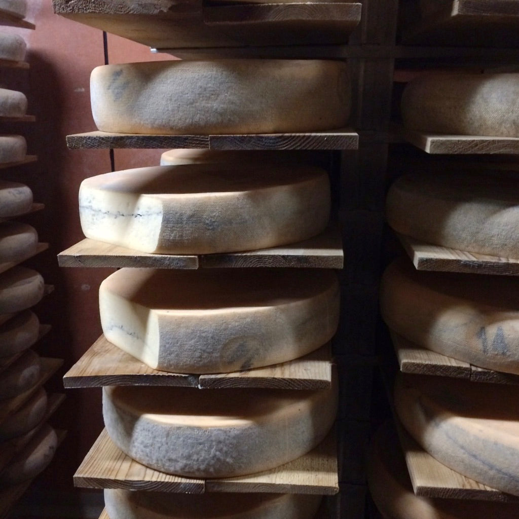 Rounds of Morbier Cheese maturing on racks